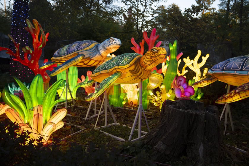 Wystawa Garden of Lights: Dzika Azja we wrocławskim zoo, październik 2024